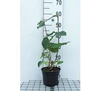 Viburnum lantana - Snowball 50- 60 cm - Container
