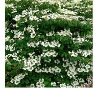 Viburnum Mariesii - Boule de neige japonaise | Arbuste à fleurs caduc en pot pour jardin.