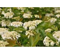 Viburnum op. 'Compactum' - Schneeball 40- 50 cm - Container