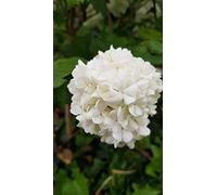 Viburnum opulus 'Roseum' / Viorne Obier Boule de Neige/Conteneur de 7 à 10 litres