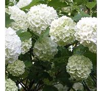 Viburnum Opulus- Viorne obier 40-60 cm en conteneur