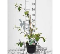 Viburnum plic. 'Kilimandjaro' - Boule de neige 50- 60 cm - conteneur