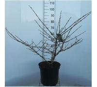 Viburnum plic. 'Mariesii' - Snowball 50- 60 cm - conteneur