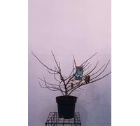 Viburnum plic. 'Mariesii' - Snowball 60- 80 cm - Container