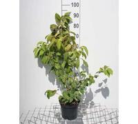 Viburnum plic. 'Tomentosum' - Boule de neige 40- 60 cm - conteneur