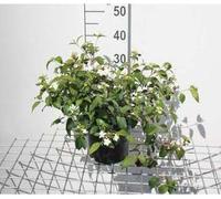 Viburnum plic. 'Watanabe' - Boule de neige 30- 40 cm - conteneur