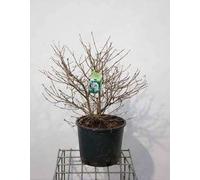 Viburnum plic. 'Watanabe' - Boule de neige 60- 80 cm - conteneur