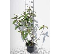 Viburnum rhytidophyllum - Boule de neige 30- 50 cm - conteneur