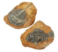 VICASKY 2 pièces Décor Terrarium Reptiles Résine Fossiles Simulés pour Réservoir Reptile Ornements DIY Paysage pour Boîte à Lézards Grotte Créative pour Ambiance Tortue et Serpent