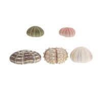 VICASKY 5 pièces Urchin Shell Succulent Pots Natural Decorative Aquarium Landscape Accessories for Fish Tank DIY Craft Ornaments Couleur Aléatoire Couleur Aléatoire