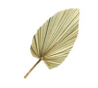 VICASKY Feuille de Palmier Séchée Verte Olive Décorative 1 Pièce, Accessoire Photo Naturel pour Décoration Intérieure, Arc de Mariage, Vitrine, Fête et Mariage, Plante Séchée Élégante