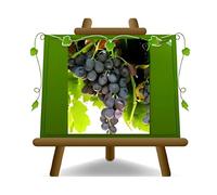 Vid M. P. Plante fruitière ancienne porte-greffe 1103 P Plante en pot 20 cm Hauteur 170 cm Âge 2 ans