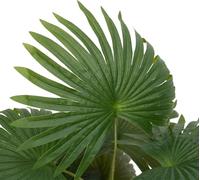 vidaXL Palmier artificiel 9 feuilles 65 cm vert