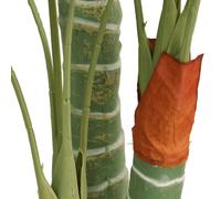 vidaXL Palmier artificiel avec 3 troncs Vert 120 cm PP