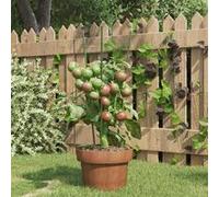 vidaXL Supports pour plantes de jardin 3 anneaux 5pcs Vert 45 cm Acier