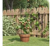 vidaXL Plantensteunen 5 st met 3 ringen 60 cm staal groen319373 Vert G