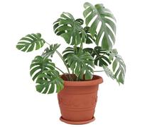 vidaXL Plateau à Fleurs Rond 24 pcs Rouge Brique Ø 14 x 2 cm Plastique, Plateau Circulaire Moderne, Accessoire léger pour Le Jardin, déco Plante, intérieur extérieur, Balcon Trendy