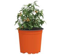 vidaXL Pot à Fleurs 200 pcs Terre Cuite Ø 15 x 13 cm Plastique, Bac à Fleurs Moderne, Pot cylindrique Durable, Contenant Chic pour Plantes intérieures et extérieures