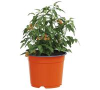 vidaXL Pot à Fleurs 50 pcs Céramique Ø 15 x 12,5 cm Plastique, Balcon, Design cylindrique pour espaces Modernes, Solutions durables et légères pour mobilier d'extérieur et espaces de Vie