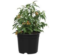 vidaXL Pot à Fleurs 50 pcs Noir Ø 15 x 12,5 cm Plastique, Balcon, Design cylindrique pour espaces Modernes, Solutions durables et légères pour mobilier d'extérieur et espaces de Vie