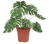 vidaXL Pot à Fleurs Rond 24 pcs Rouge Brique Ø 15 x 12 cm Plastique, Jardinière cylindrique Moderne, Pot léger Durable, Parfait pour Plantes d'intérieur et extérieur, Style Minimaliste