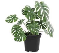 vidaXL Pot à Fleurs Rond 6 pcs Noir Ø 15 x 12 cm Plastique, Jardinière cylindrique Moderne, Pot léger Durable, Parfait pour Plantes d'intérieur et extérieur, Style Minimaliste