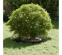 vidaXL adapté pour Anneaux d'arbre Plats 5 pcs Vert Olive Ø30 / 60 cm, Décor Moderne pour Jardin et terrasse, Protecteur d'arbre Durable, Accessoire de Jardin, Garde-Racines