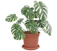 vidaXL Pots de Plantes 24 pcs Rouge Brique Ø 15 x 12 cm Plastique, Pots de Balcon, Porte-Plantes cylindriques, légers, Modernes, pour décorer Jardin et intérieur, Jolis contenants à Fleurs