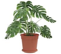 vidaXL Pots de Plantes 6 pcs Rouge Brique Ø 19 x 16 cm Plastique, Pots de Balcon, Porte-Plantes cylindriques, légers, Modernes, pour décorer Jardin et intérieur, Jolis contenants à Fleurs