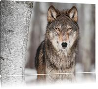 Vigilant Loup Format: toile 100x70auf, XXL énormes Photos complètement encadrés par la civière, l'impression de l'image Art mural avec cadre, moins cher que peintures à l'huile et de l'image, aucune affiche ou poster