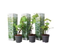 Vigne à raisin - Set de 3 - Vitis vinifera 'Chardonnay' - Hauteur 25-40cm - d9cm