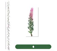 Vigne de lavande artificielle avec fleurs en rotin réalistes, conçue pour les toiles de fond de mariage et la décoration murale, tiges en plastique flexible pour un coiffage facile (60 têtes - Rose)