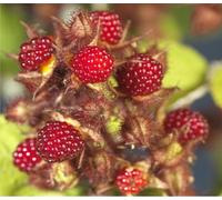 Vigne du Japon 60-70 cm Rubus phoenicolasius