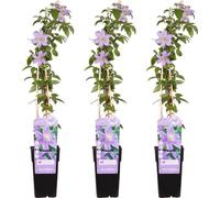 Vigne forestière - Clematis Justa - ↨65cm - Ø15cm - 3 pièces