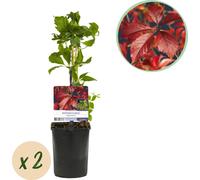 Vigne murale auto-grimpante Parthenocissus Engelmannii - Plante grimpante à feuilles vertes & rouges - 2 plantes - 11 cm x H40 cm - Entretien facile