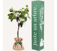 Vigne muscat de hambourg à planter