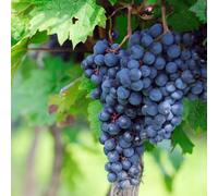 Vigne muscat de hambourg, vigne de table - pot de 3l