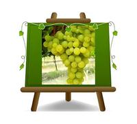 Vigne reine des vignes - Plante de fruits vieux porte-greffe sur pot 20 - arbre max 170 cm - 2 ans