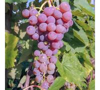 Vigne Rouge Sans Pépins Reliance 2L - Plante de Jardin, Arbres fruitiers - la Décoration Parfaite pour Votre Propriété - Pour les Débutants et les Jardiniers Professionnels