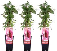 Vigne sauvage 'Engelmannii' 3x - ↨65cm - Ø15