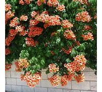 Vigne trompette 'Radicans' Campsis, arbuste caduc, plante grimpante en pot pour le jardin.