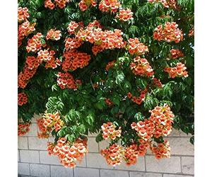 Vigne trompette 'Radicans' Campsis, arbuste caduc, plante grimpante en pot pour le jardin.