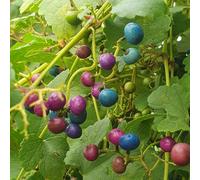 Vigne vierge à fruits bleus (Ampelopsis brevipedunculata) Berry Elegans 1L - Feuilles marbrées, pousses rose foncé