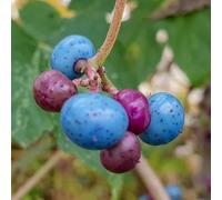 Vigne vierge à fruits bleus (Ampelopsis brevipedunculata) Berry Elegans 2L