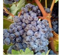 Vigne vinifera Smeralda Nera - Plantes Avenue - Pot de 3L - 60/120 cm - Raisins noirs - Facile à cultiver