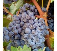 Vigne vinifera smeralda nera - pot de 3l