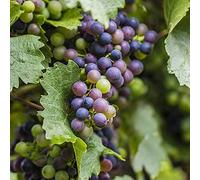 Vigne Vitis 'Boskoop Glory' Arbuste fruitier grimpant caduc résistant en pot.