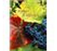 Vignes et oliviers G