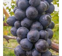 Vignes Foncée Zilga 2L - Plante de Jardin, Arbres fruitiers - la Décoration Parfaite pour Votre Propriété - Pour les Débutants et les Jardiniers Professionnels