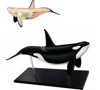 VILA SMO Modèle D'anatomie De Baleine 4d, Modèle D'anatomie De Squelette De Dauphin, 16 Parties D'organes Détachables, Squelette Réaliste, pour La Démonstration D'enseignement De La Biologie